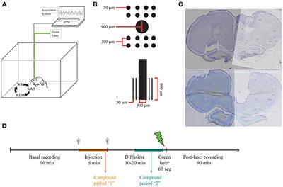 Dopamine Modulates Delta-Gamma Phase-Amplitude Coupling in the Prefrontal Cortex of Behaving Rats
